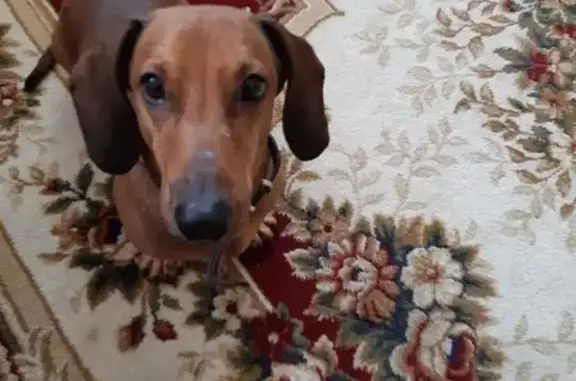 Кошки потеряшки, Новосибирск, фото: Потеряшка кошка на улице Красина, 61 в Новосибирске