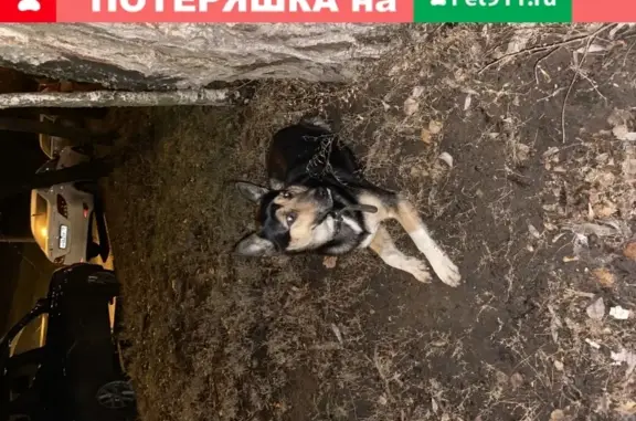 Найдена собака в Покровском-Стрешнево, умная и добрая.