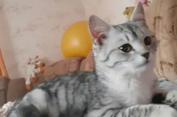 Найдена британская кошка возрастом 6-8 мес на ул. Магнитогорской