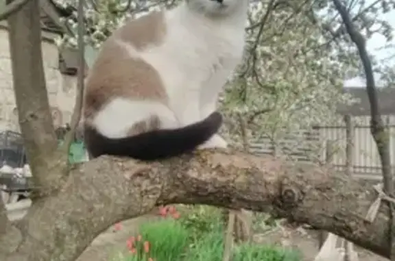 Кошки потеряшки, Курск, фото: Потеряшка бело-бежевая кошка, номер для сообщений 89030272174