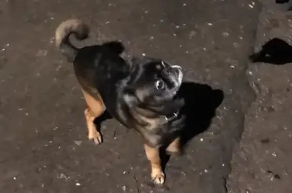 Найдена собака около гимназии в Балашихе, ул. Садовая, 1