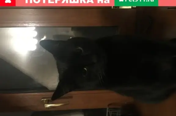 Кошки потеряшки, Санкт-Петербург, фото: Потеряшка кошка Тиша, ул. Белинского 7.