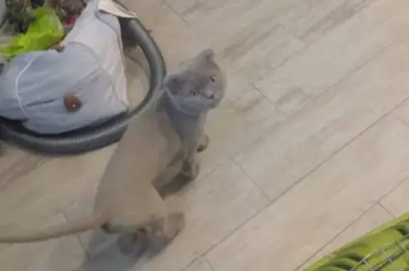 Кошки потеряшки, Воронеж, фото: Потеряшка кошка на ул. Молодогвардейцев, 16