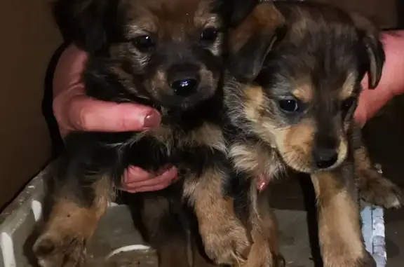 Найдены щенки в Жодино, Беларусь.