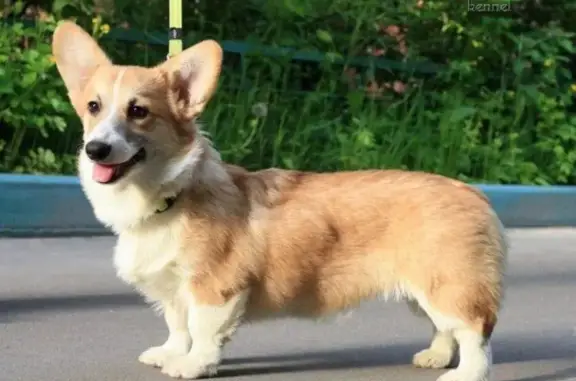 Собаки потеряшки, , фото: Потеряшка собака породы Корги на ул. Серова, Екатеринбург