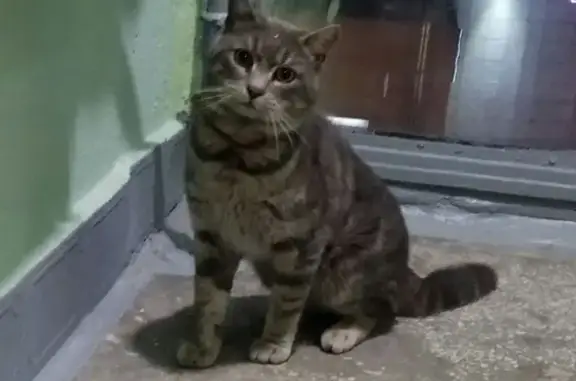 Найдена кошка на Южной улице в Реутове
