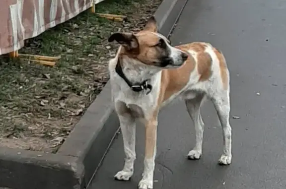 Найдена собака на Ярославском шоссе