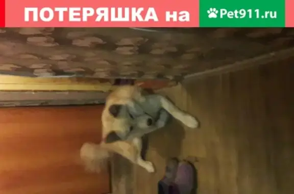 Найден пёс в Белых Столбах, Домодедово.