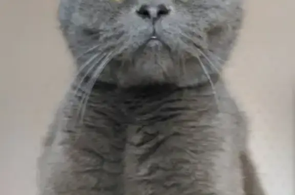 Найден кот в Краснооктябрьском районе: серый вислоухий домашний питомец