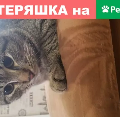 Найдена кошка на Домбайской, 61!