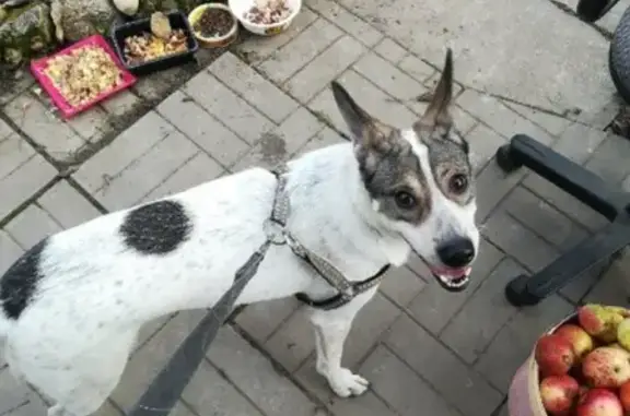 Пропала собака Хлоя на Перовской улице, Москва