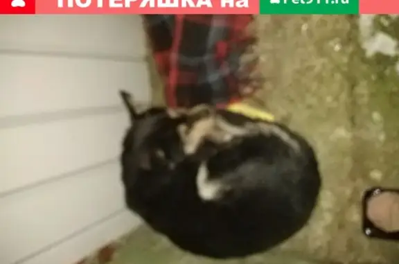 Собака найдена: ул. Маршала Рыбалко, дом 78а, Пермь