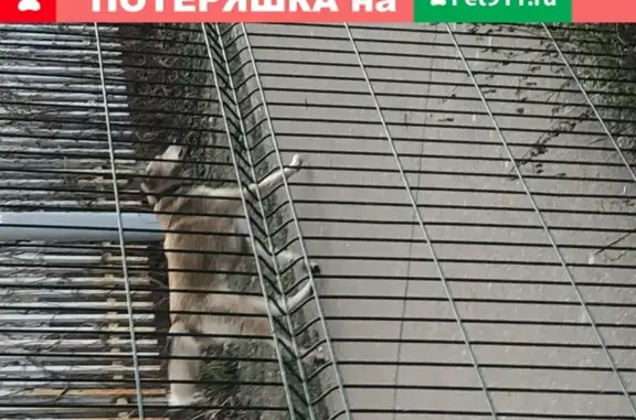 Собака потерялась у метро Волжская, адрес: ул. Шкулёва.