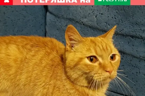 Найден домашний котенок в Щёлково, ищет хозяев.
