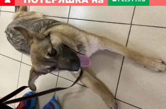 Найдена собака на улице Кутузова, Тула