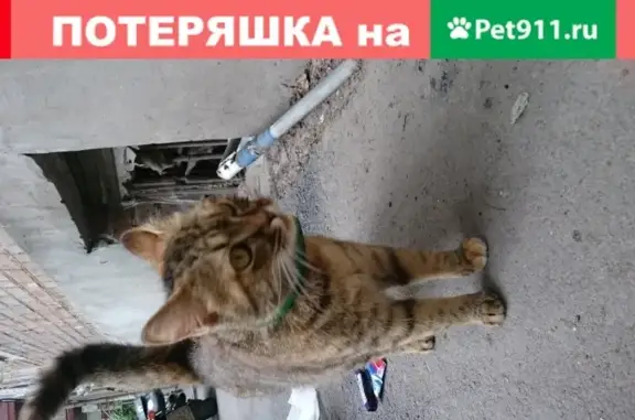 Пропала кошка на пр. Ленина 48, коричнево-пёстрый окрас.