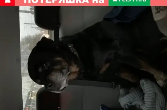 Найдена собака на трассе Ангарск-Иркутск (Иркутская обл.)