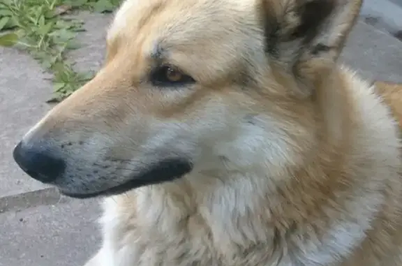 Пропала рыжая собака в Шлиссельбурге и СНТ