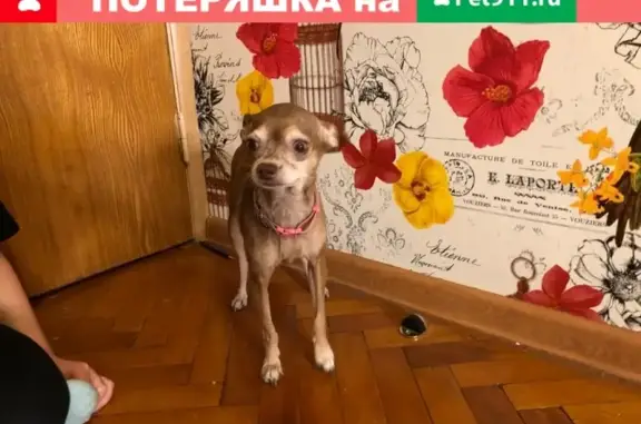 Собака Той-терьер найдена в Москве