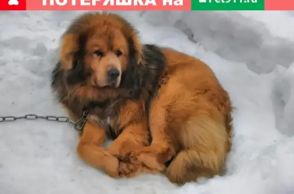 Собаки потеряшки, Александров, фото: Потеряшка собака, крупный тибетец, требует ухода. Адрес: Александров.