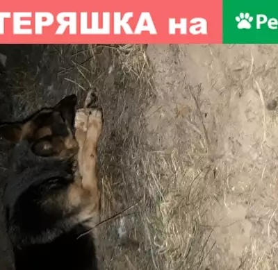 Найдена собака в Павловском Посаде