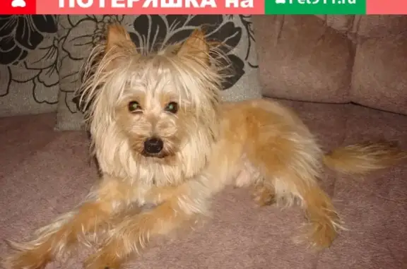 Собаки потеряшки, , фото: Потеряшка собака в Семибратово, Ярославская обл. на ул. Красноборская 2