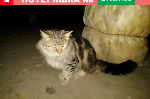 Найдена кошка на ул. Шевченко, 42