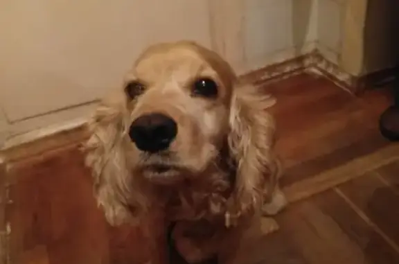 Собака Кокер-спаниель найдена на улице Симферопольской, 17.