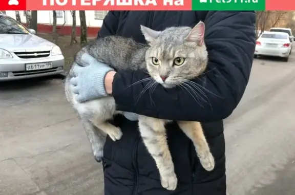 Найден котик у метро Чертановская, Балаклавский пр-т, 10к3