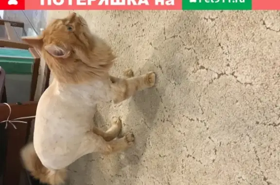 Кошки потеряшки, Нижний Новгород, фото: Потеряшка кошка Вася, Южное шоссе 52, Нижний Новгород