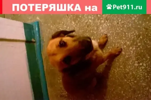 Собака с курированным хвостом найдена в Волгограде, улица Кирова.