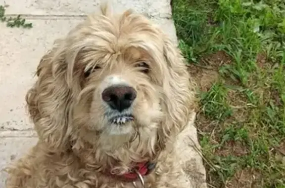 Собаки потеряшки, , фото: Потеряшка кокер с ошейником на ул. Ледяная 7 в Казани