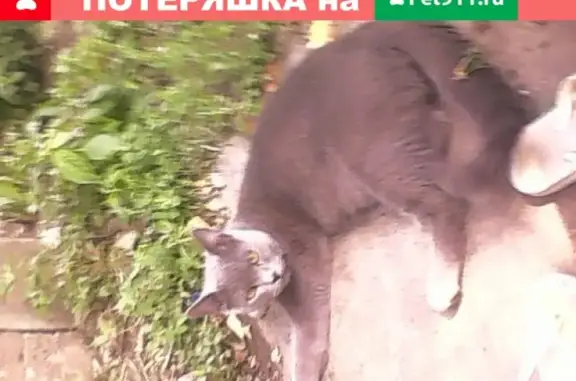 Кошки потеряшки, Курск, фото: Потеряшка кот на Ломоносова 29, кличка Филя