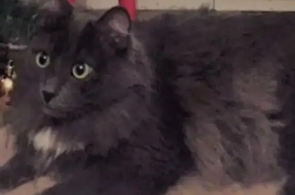 Кошки потеряшки, Санкт-Петербург, фото: Потеряшка кошка в СПб: Серёжа, Василеостровский район, Средний проспект ВО, 11