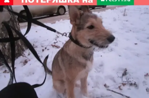 Найдена игривая собака возрастом 5-6 мес. в Екатеринбурге (КПП 32) - возьмите её домой!