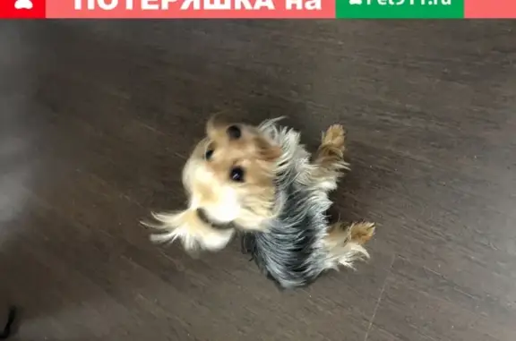 Потерянные животные Сургут, фото: Пропала собака Ерк на ул. Грибоедова, Сургут