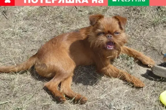 Пропала собака на Киевской, Новосибирск