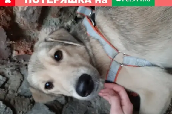 Найдена собака возле школы Арт-Этюд, ул. Уральских Рабочих, 30А