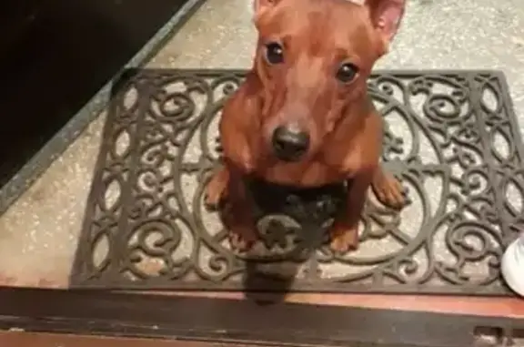 Собаки потеряшки, Иваново, фото: Потеряшка собака Рой на ул. Шубиных, Иваново