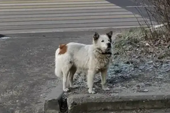 Собака найдена на Московской улице, Чехов.