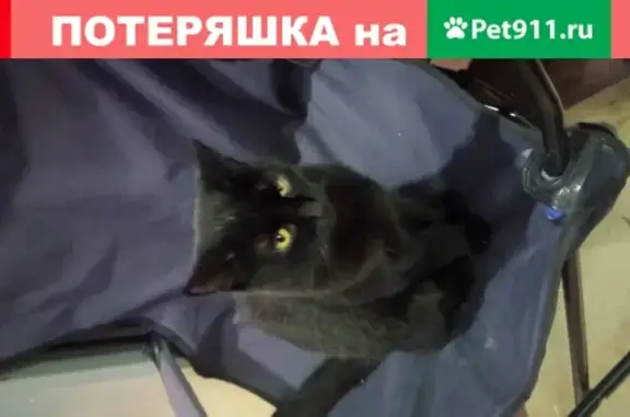 Пропала кошка Черный Кот в Солнечногорске