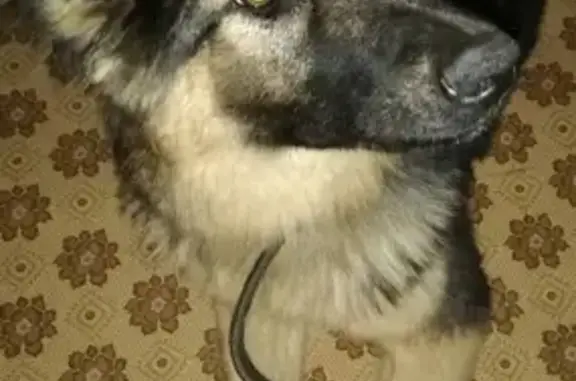 Найдена собака в деревне Федоровское, Дмитровский район