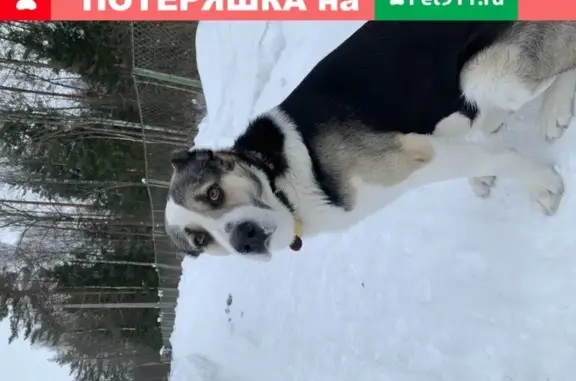 Пропал пёс Оскар из СНТ Ветеран, Московская область