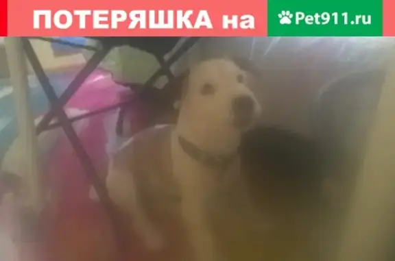 Собака найдена в Мурино