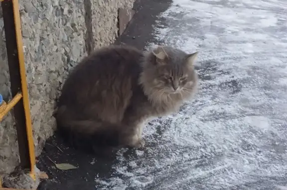 Найдена кошка на Ташкентской, 149