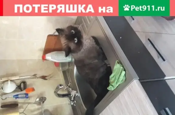 Пропала кошка персидской породы в Кисловодске, вознаграждение