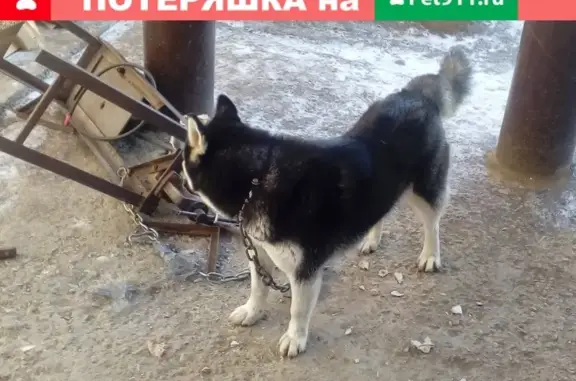 Найдена собака в Саратовской обл.