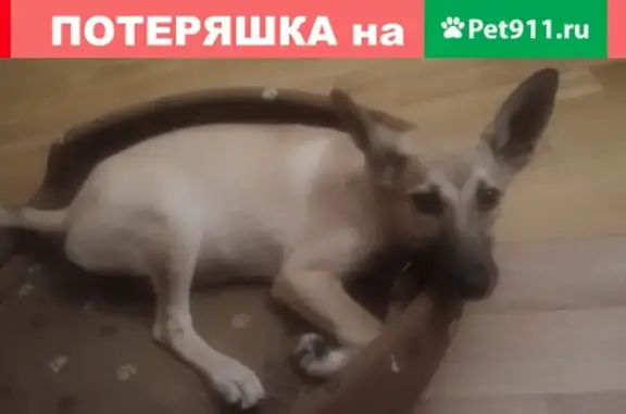Собака найдена на Дубнинской улице, Москва