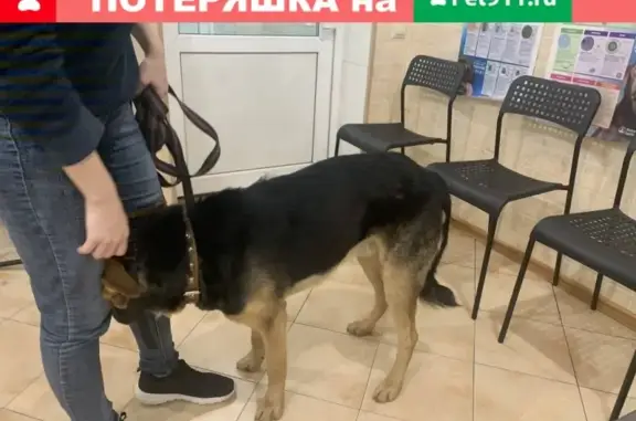 Найдена собака в Портпоселке возле магазина Пеликан