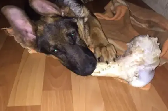 Пропала собака в Гурзуфе возрастом 5 месяцев!